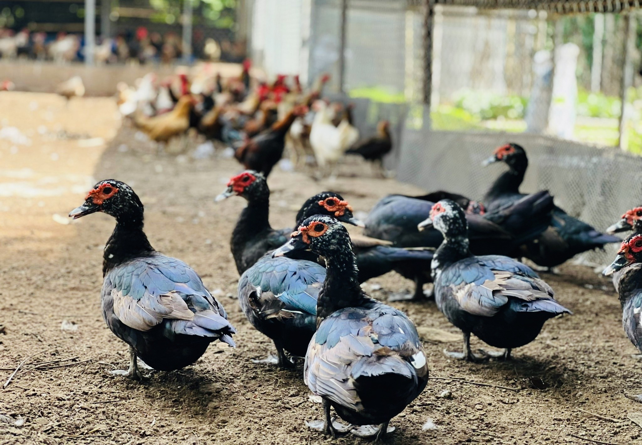 Huy Việt Tây Đô